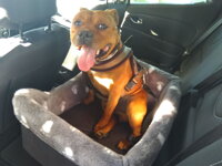 bezpečnostní autosedačka pro psa